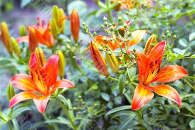 orange lilies blooming on a bed of flowers