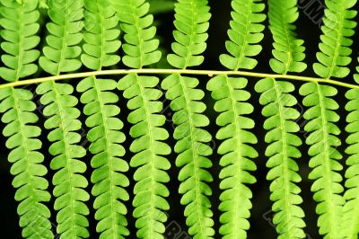 Fern frond leaf background