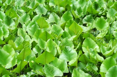 Green swamp plants background