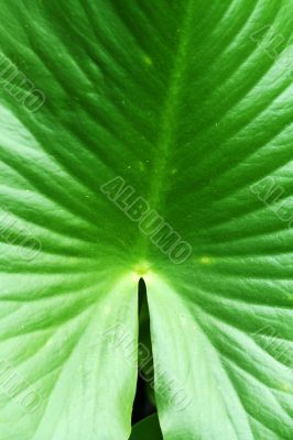 Large swamp plant leaf background