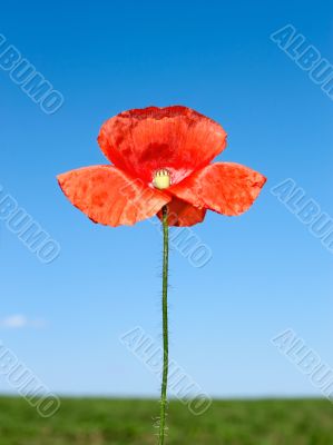 Red poppy flower over field