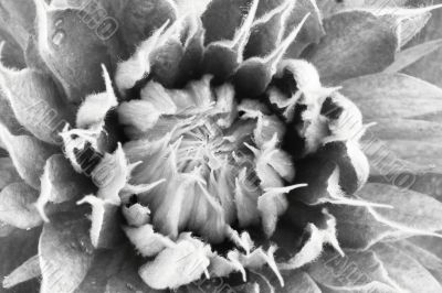 middle of a clematis bloom in black and white