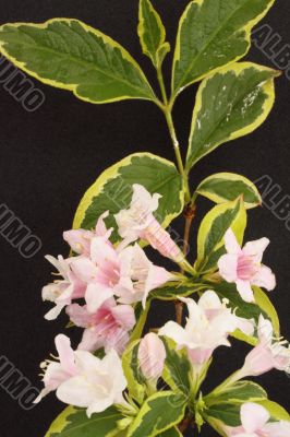 Weigela `Florida Variegata`