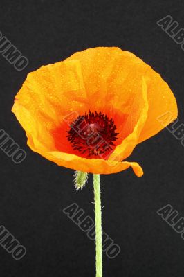 Papaver poppy