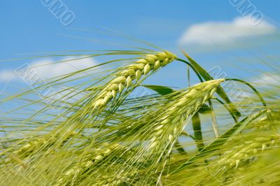 Barley spikelet on the field