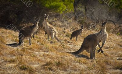 4 roos