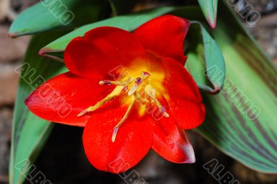 wild tulip