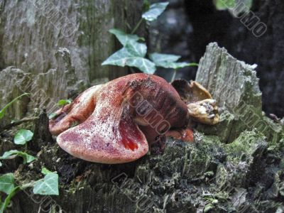 Red mushroom growth