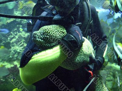 Dragon fish on the hands