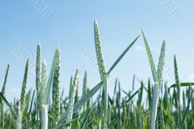 Green spikes of wheat