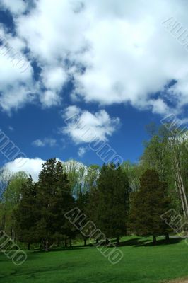 Spring trees with blue sky