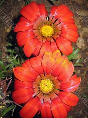 gazania