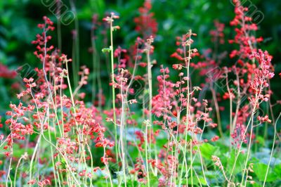 Wild Little Pink Flowers 