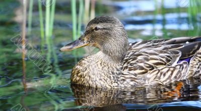 Mallard duck 