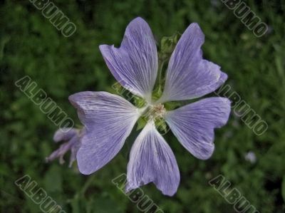 Pale violet flower