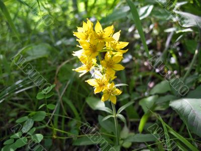 Yellow flower on the meadow