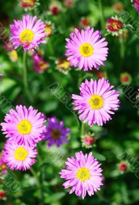 Pink Flowers