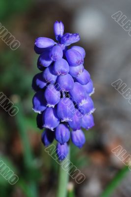 grape hyacinth