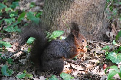 squirrel