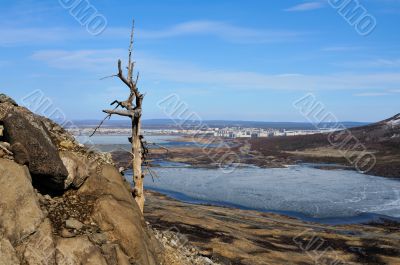 Old dead tree.