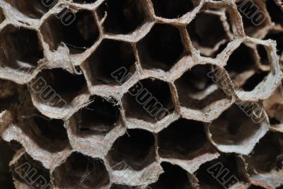 bee honeycomb