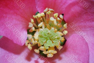 bloom stamp japanese quitte