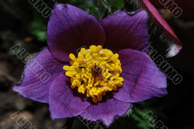 close up anemone bloom
