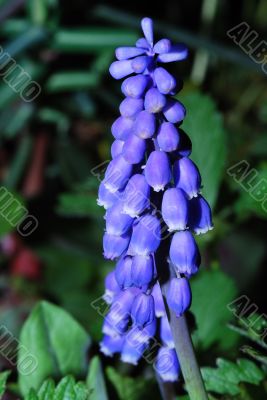 close up grape hyazinth bloom