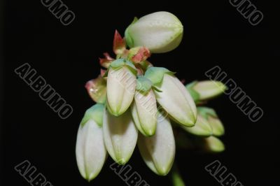 closed blooms