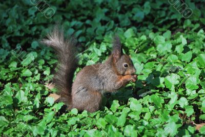 squirrel eats a nut
