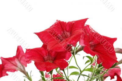 Red bright flowers after the rain. Isolated