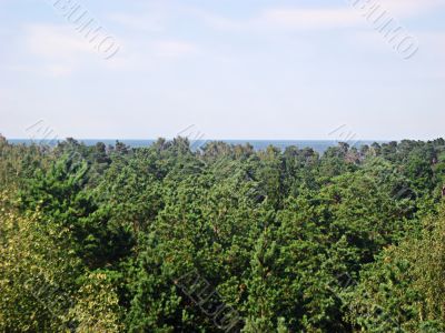 The forest near the Baltic sea