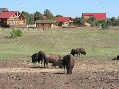 American Buffalos