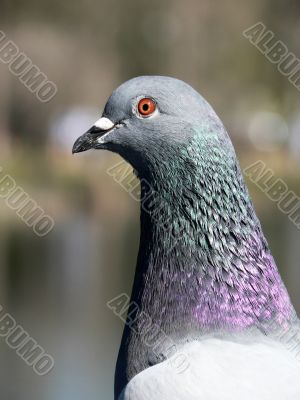 Pigeon