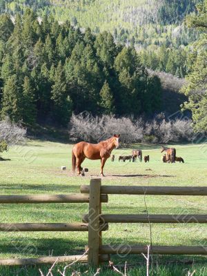 Horses in the forest