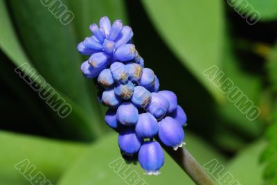 close up grape hyazinth