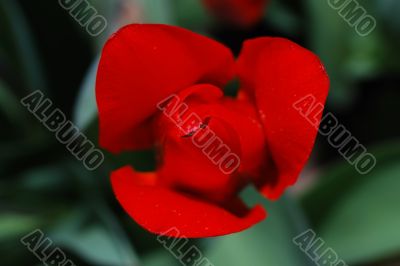close up red tulip