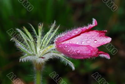 flower anemone with drops