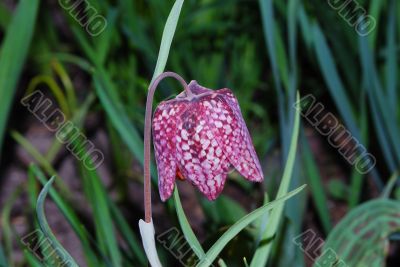 fritilaria chessboard
