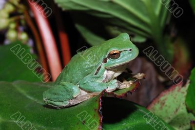 frog sitting on a leaf