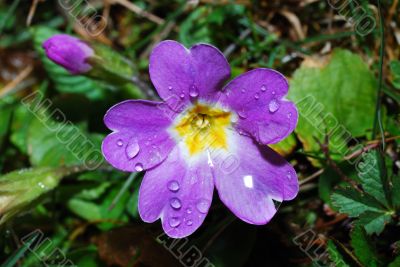 spring flower purple