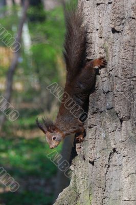 squirrel is climbing down the tree