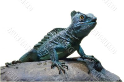 isolated iguana on stone