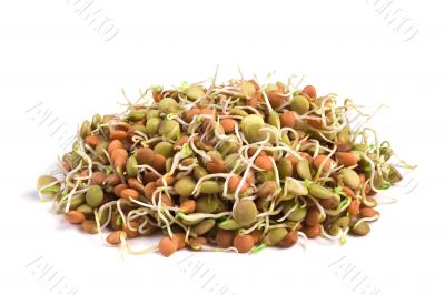 lentil seeds