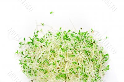 alfalfa sprouts