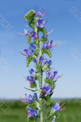 Hyssop flowering