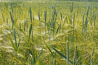 Plants of wheat over barley field
