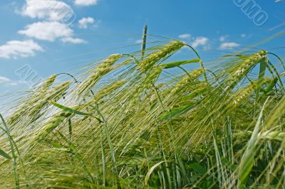 Spikes of barley