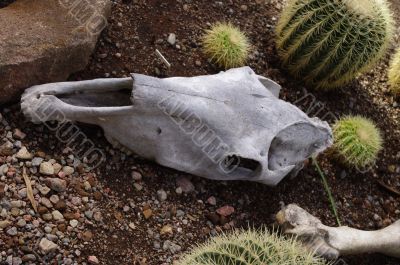  skull and bone of horse near cactus on ground