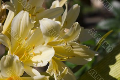 Yellow Flower